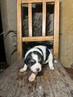 Darujem šteniatka - 8