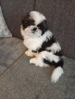 SHIH-TZU - 8