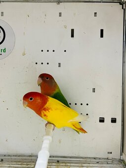 Agapornis Roseicollis - 8