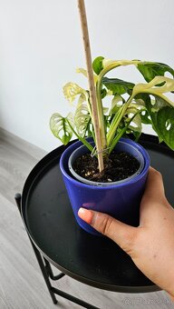 Monstera adansonii veriegata - izbova rastlina - 8