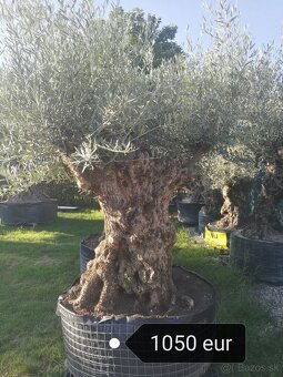 Olivovník bonsai - 8