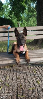 Belgický ovčiak malinois - 8