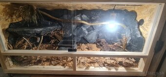 Pyton tmavý—(Python bivittatus) - 8