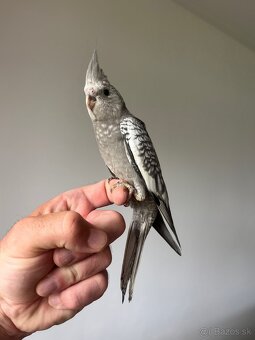 Korela Maznačik krotká - 8