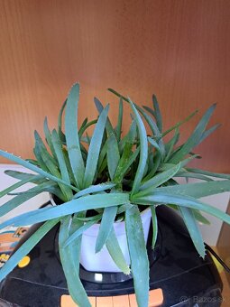 Ficus Benjamina a iné - 8
