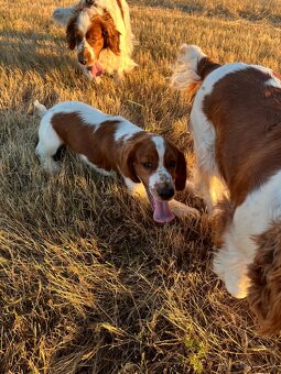 Welsh springer spaniel šteniatko - 8