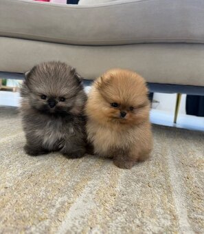 Pomeranian mini - 8