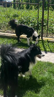 🐾 Predám šteniatka border kólie – narodené 4.10.2025 🐾 - 8