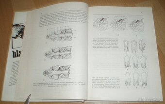 Hlavátka - 8