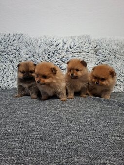 Pomerian Pomeranian oranžový špic - 8