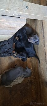 Predám jazvečíkov - 8