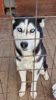 Darujem Sibírsky Husky - 8