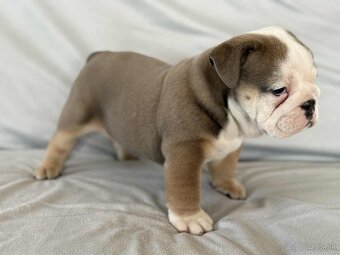 Anglicky Bulldog-steniatka - 8