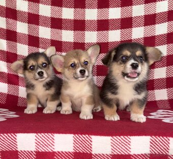 Welsh Corgi Pembroke - 8