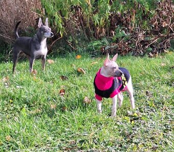 Americký bezsrstý teriér s PP FCI - 8