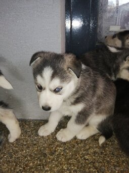 Sibirsky húsky - 8