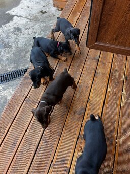 Doberman - 8