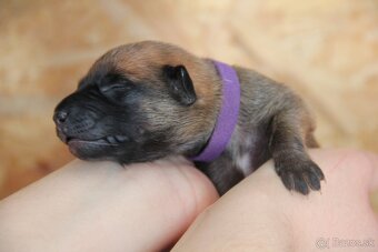 Belgický ovčiak malinois - 8