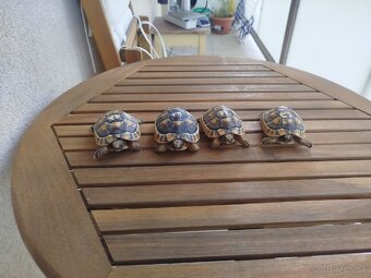 Suchozemska korytnačka Testudo Marginata - 8