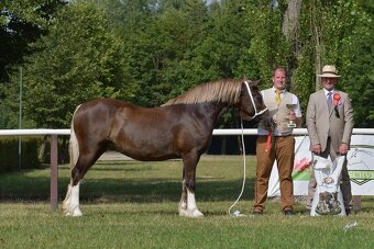 Hřebec Welsh Cob v atraktivní barvě - 8