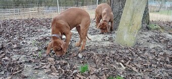 Rhodesian Ridgeback - 8