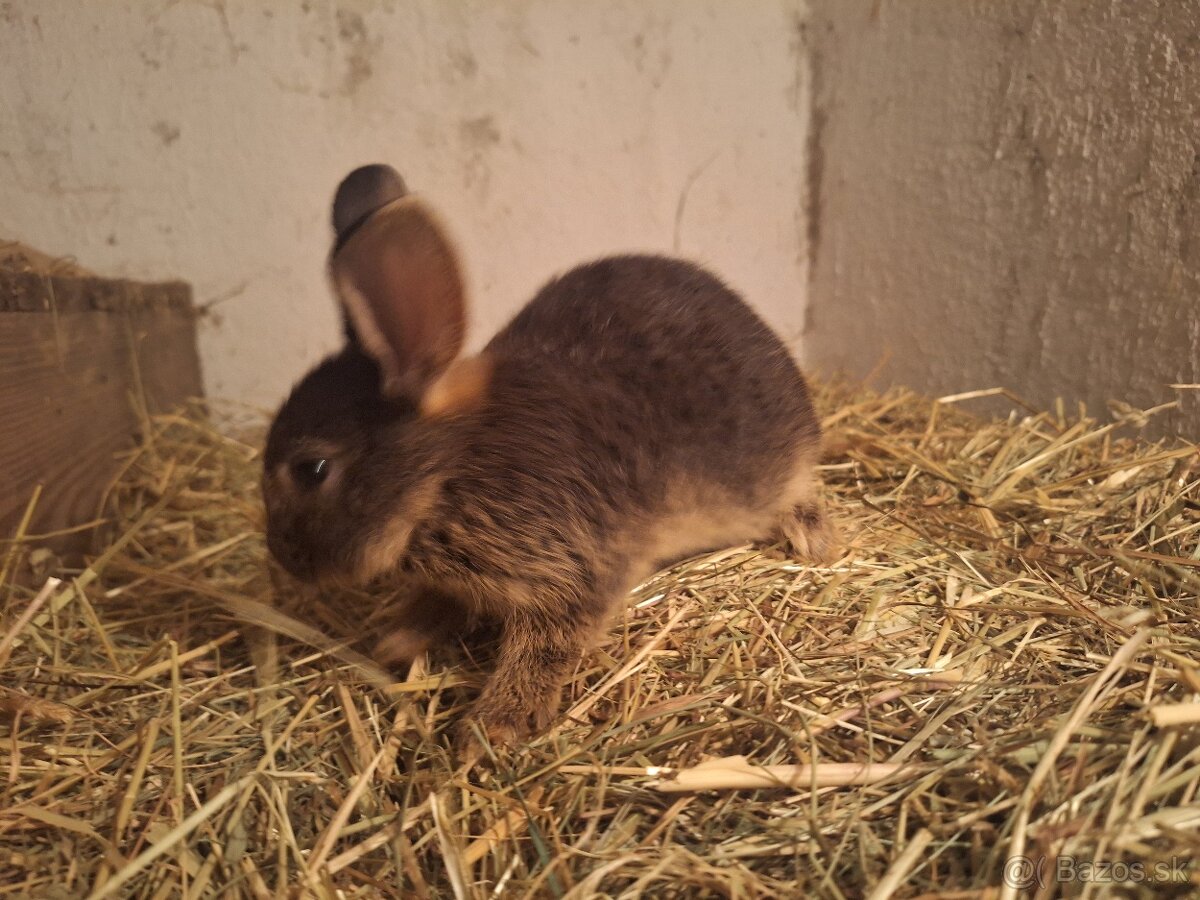 Predávam zakrslé králiky - 9