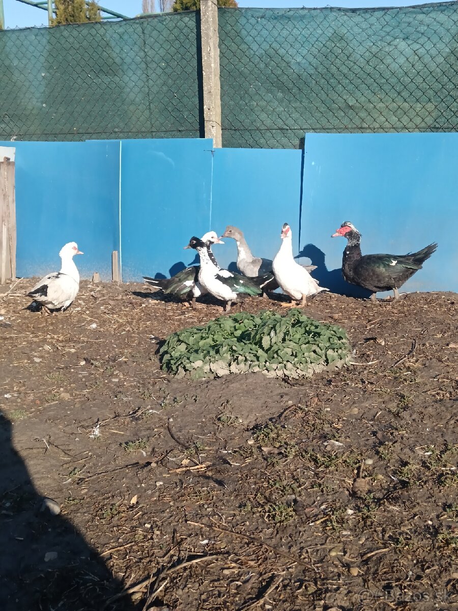 čínske kačice - 9