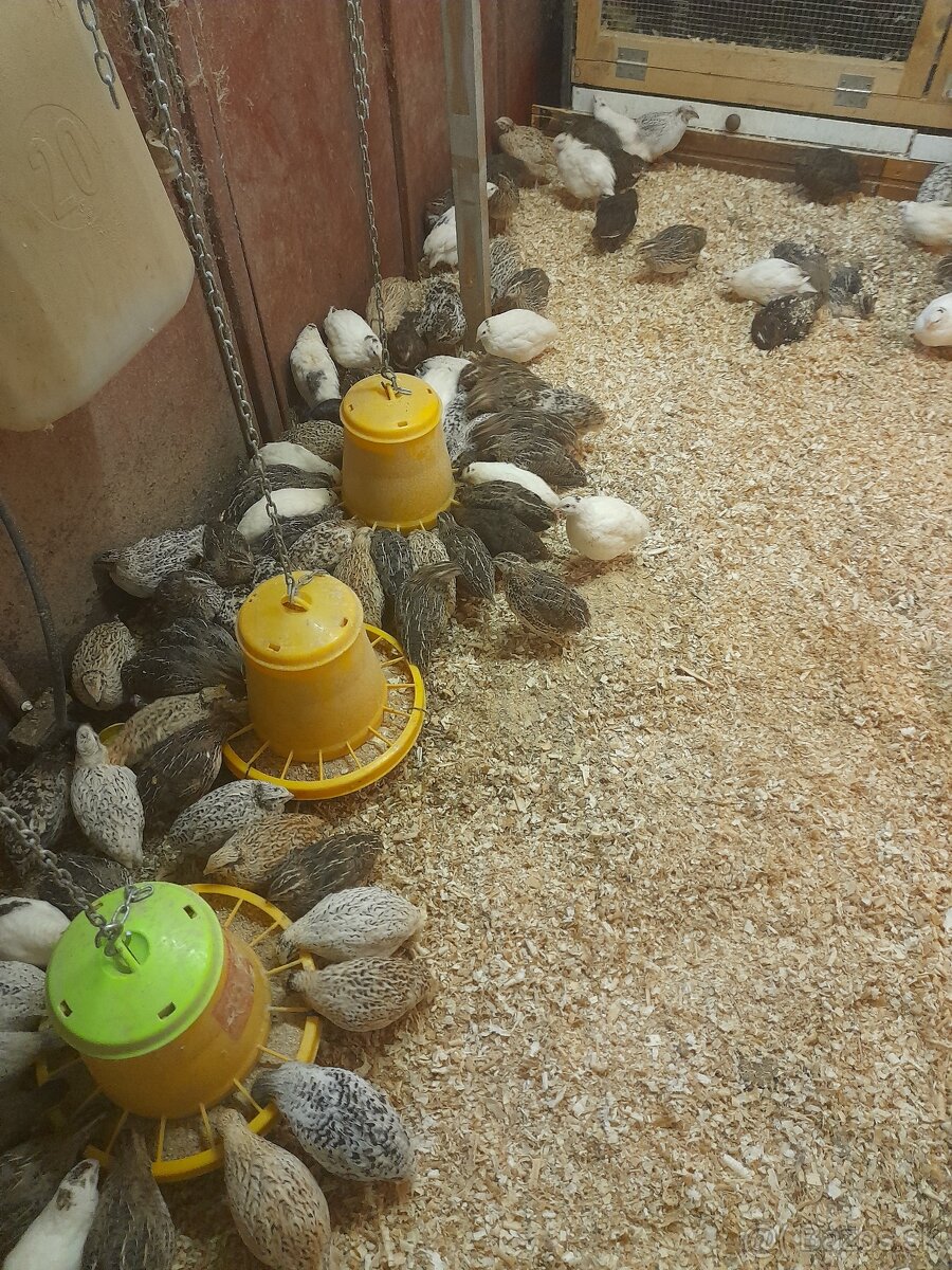 Prepelice japonské-sliepky - 9