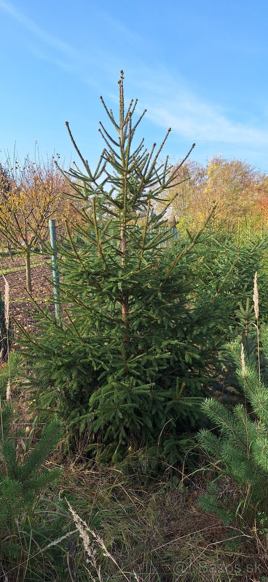 Živé smreky🎄 ako Vianočný stromček🎄 - 9