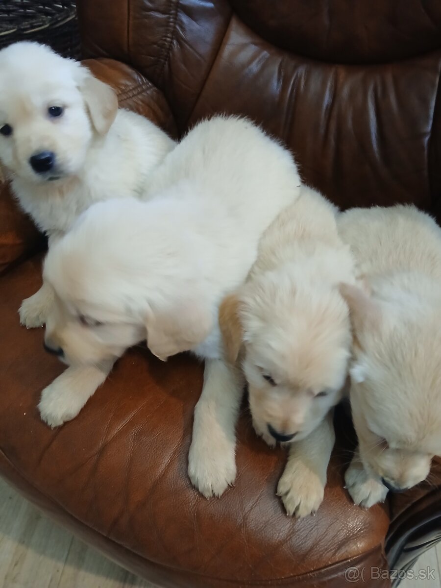 Predám šteniatka Zlatý retriver - 9