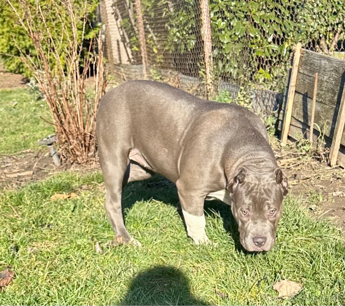 American Bully XL - 9