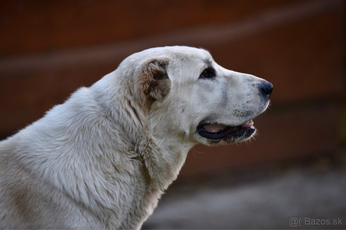 Stredoázijský ovčiak SAO s PP - 9