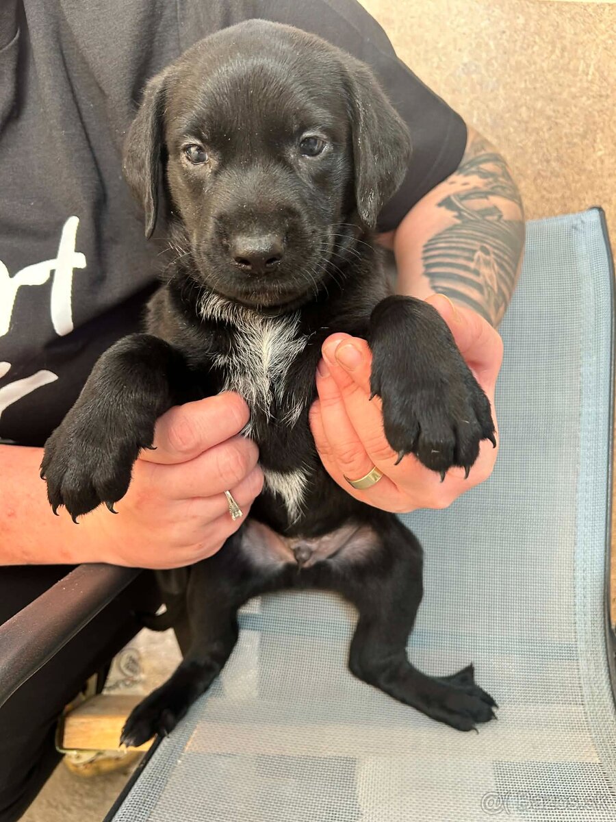 🐶 Šteniatka – krížence, len do dobrých rúk - 9