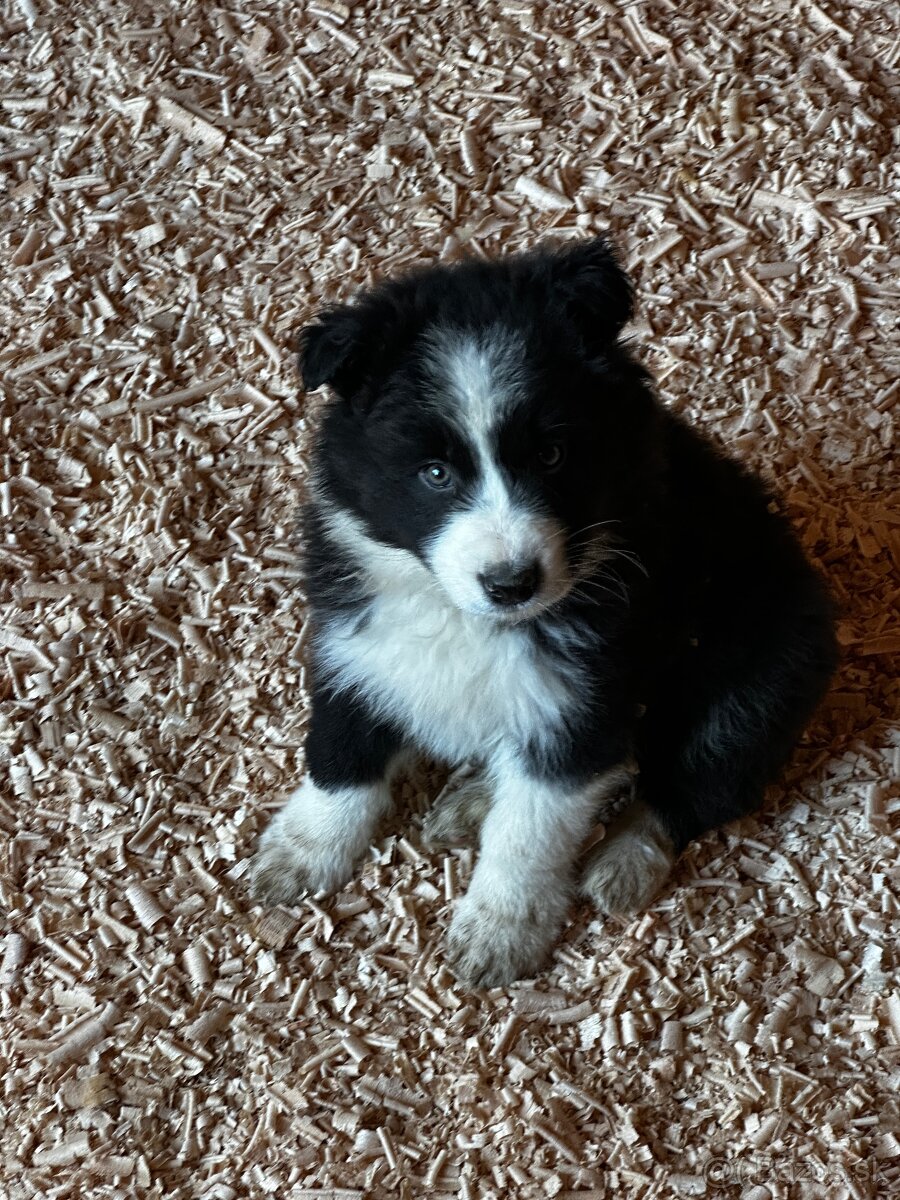 Šteniatka Border kólia - za symbolickú cenu - 9