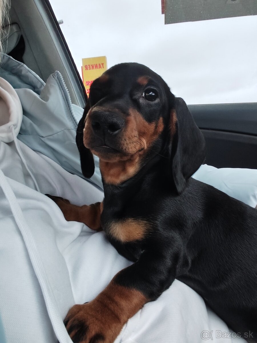 Predám 5 mesačné šteniatko - 9