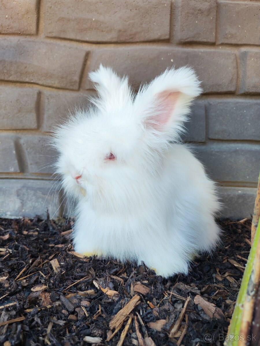 Anglická angora - 9