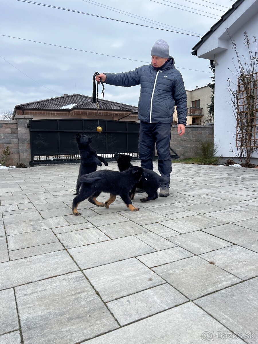 Nemecký ovčiak šteniatka - 9