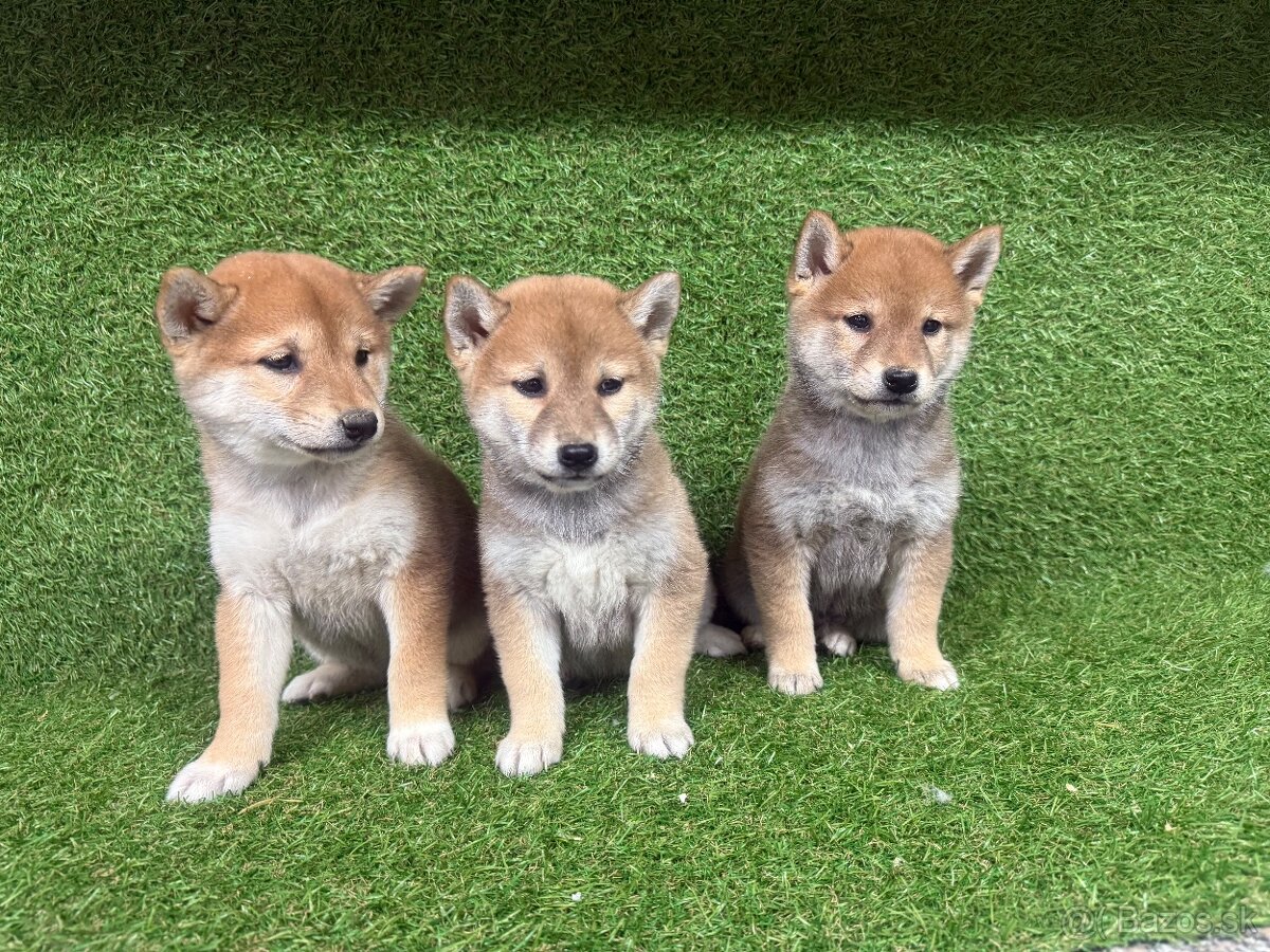 Shiba inu, Šiba inu - 9