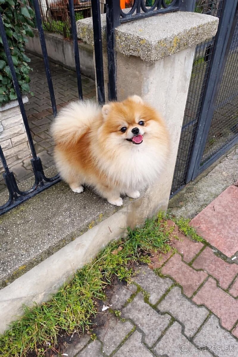 Pomeranian mini - 9