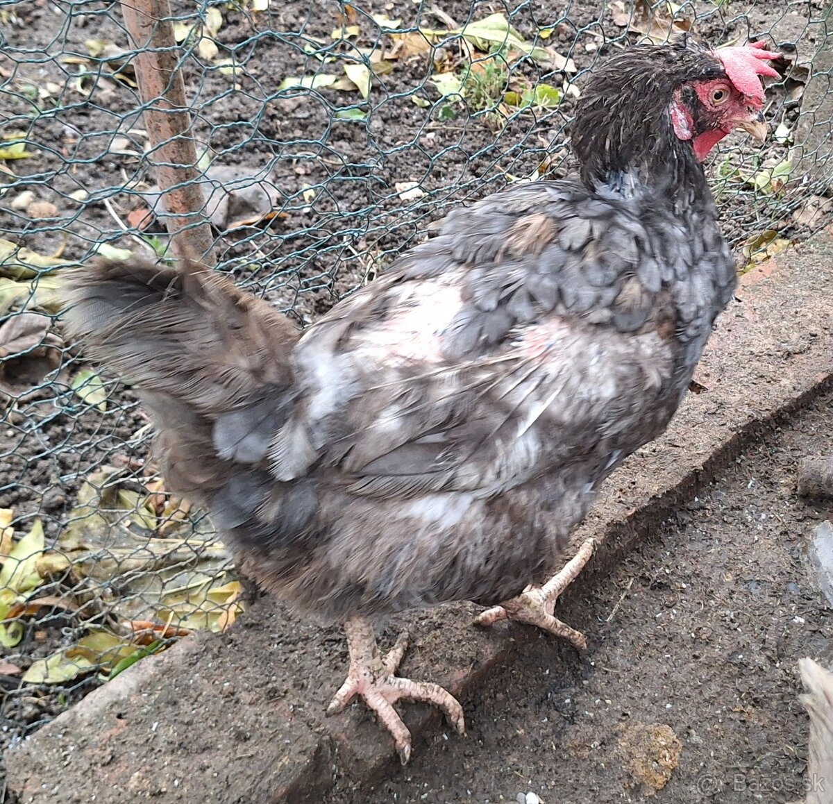 sliepky na polievku 5ks - 9