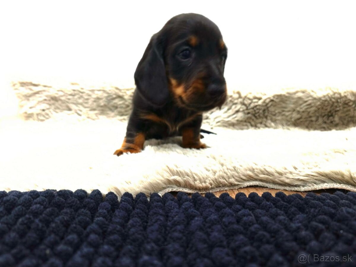 Jazvečík trpasličí - 9