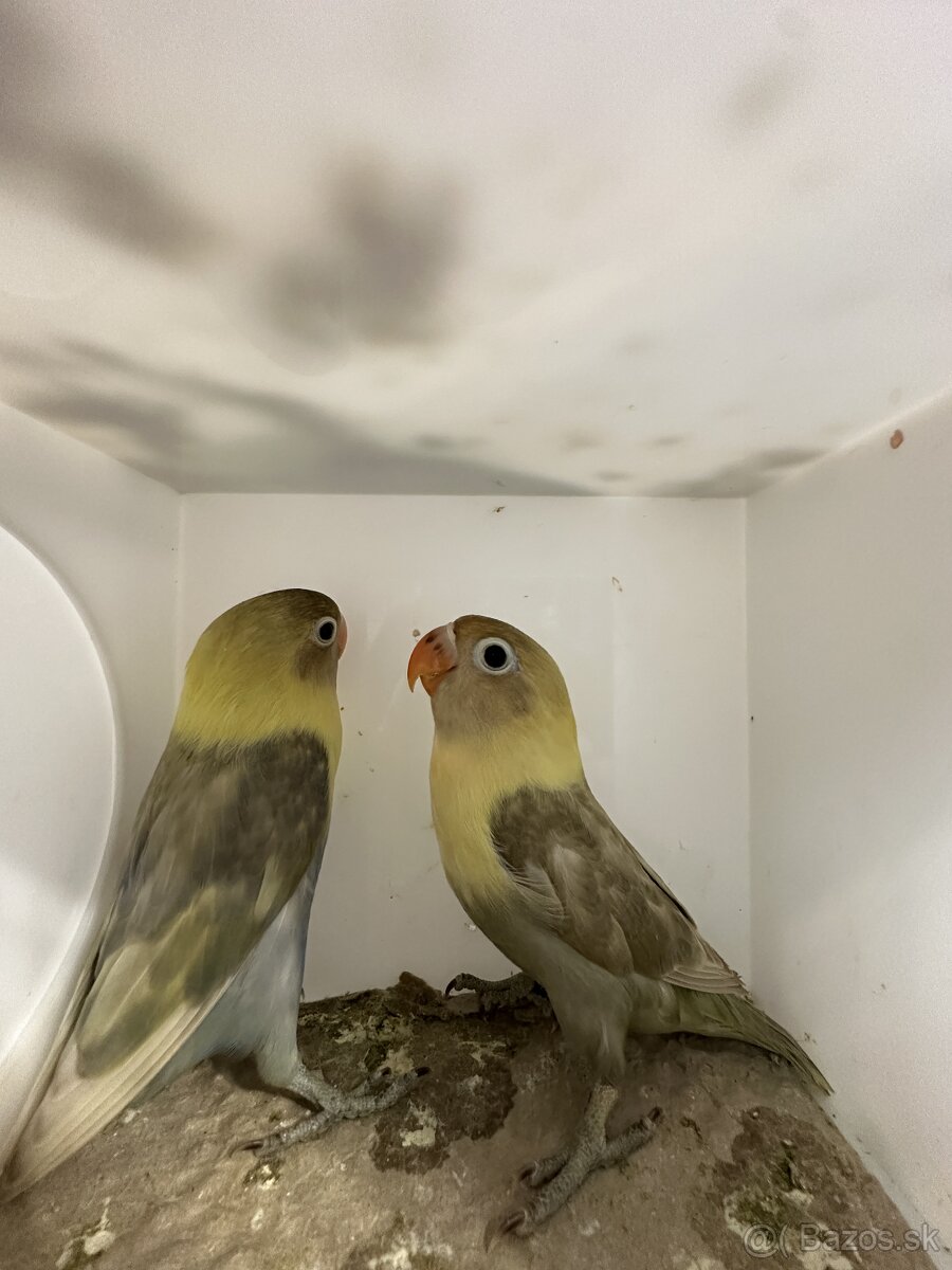 Agapornis škraboškový - 9