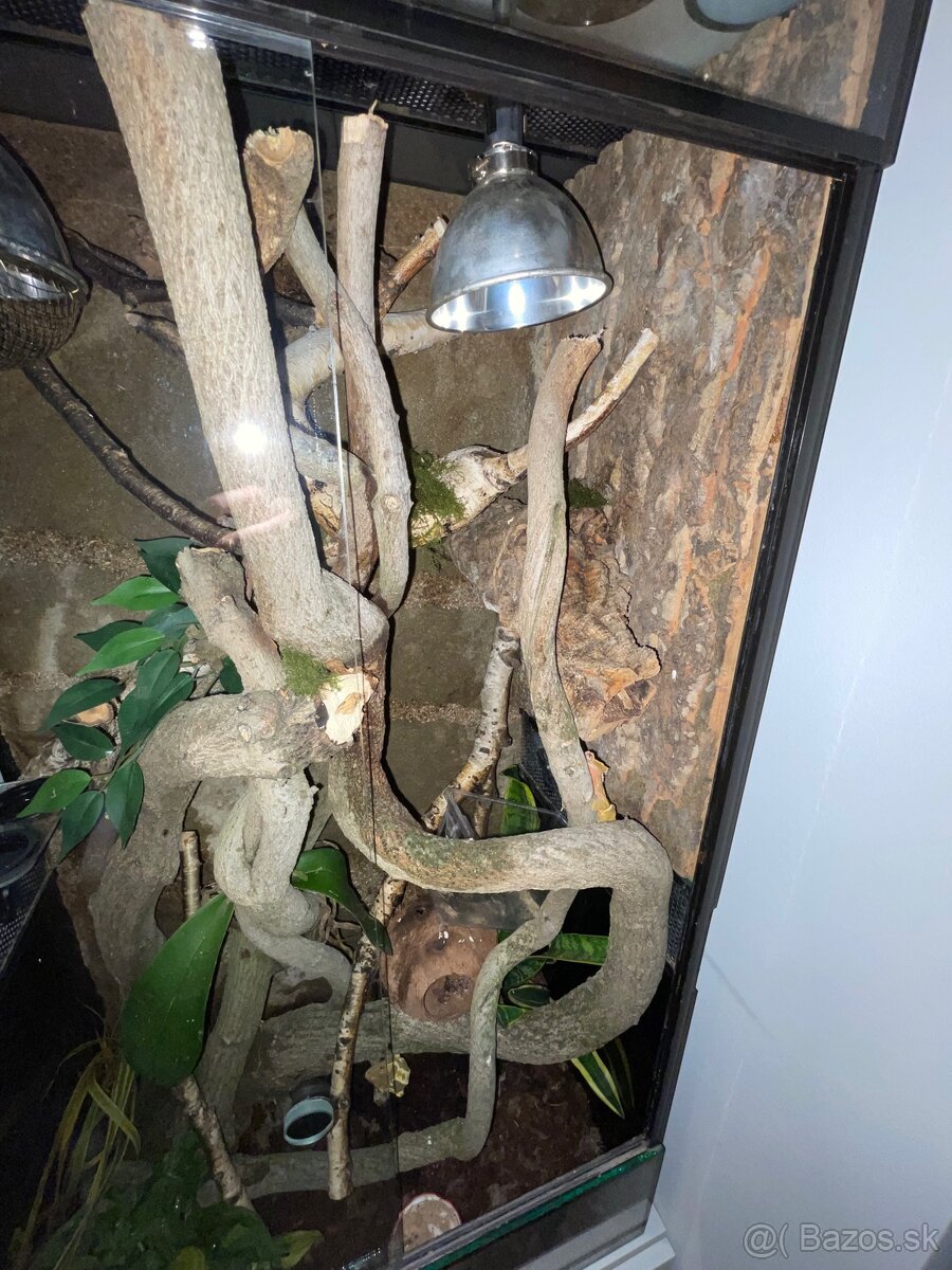 Tri pagekóny riasnaté-samec a dve samičky - 9