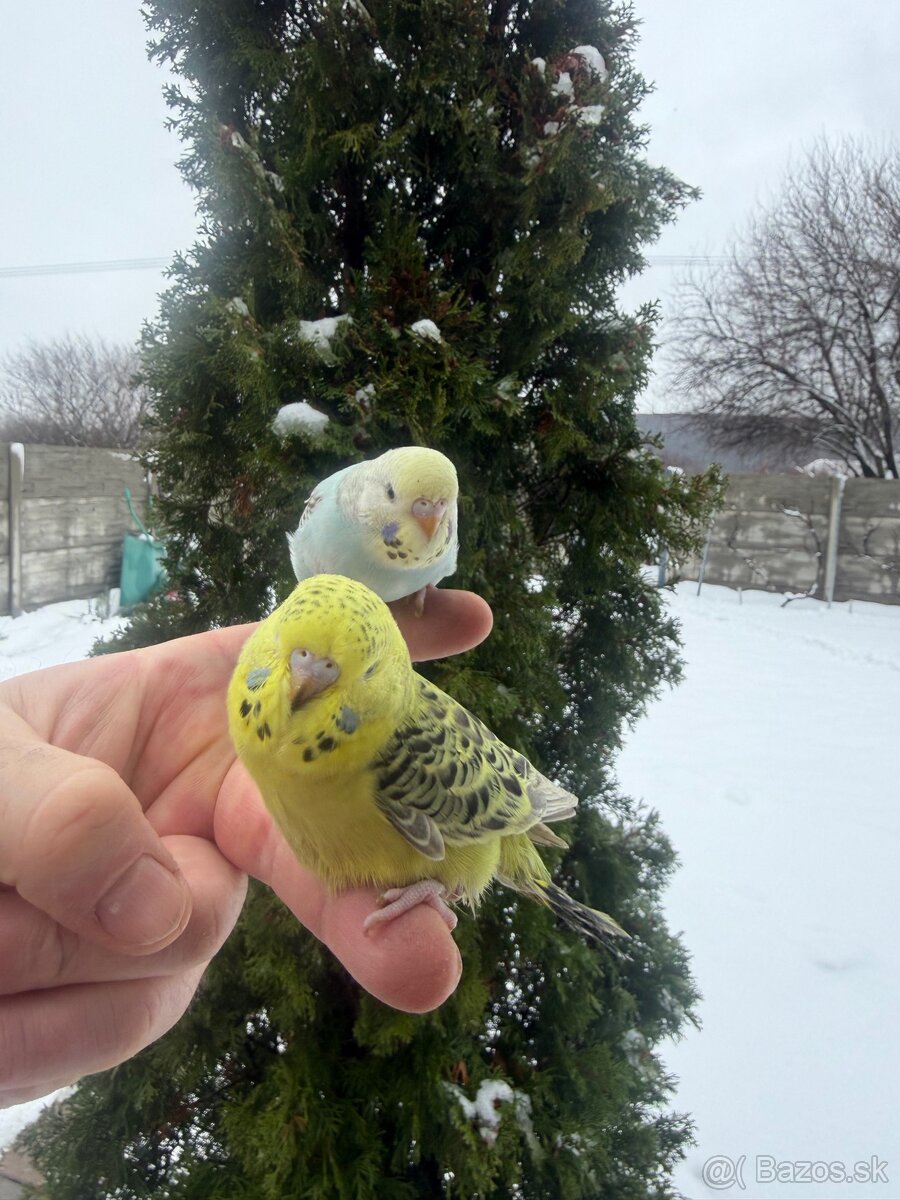 Andulky mlada Maznačik - 9