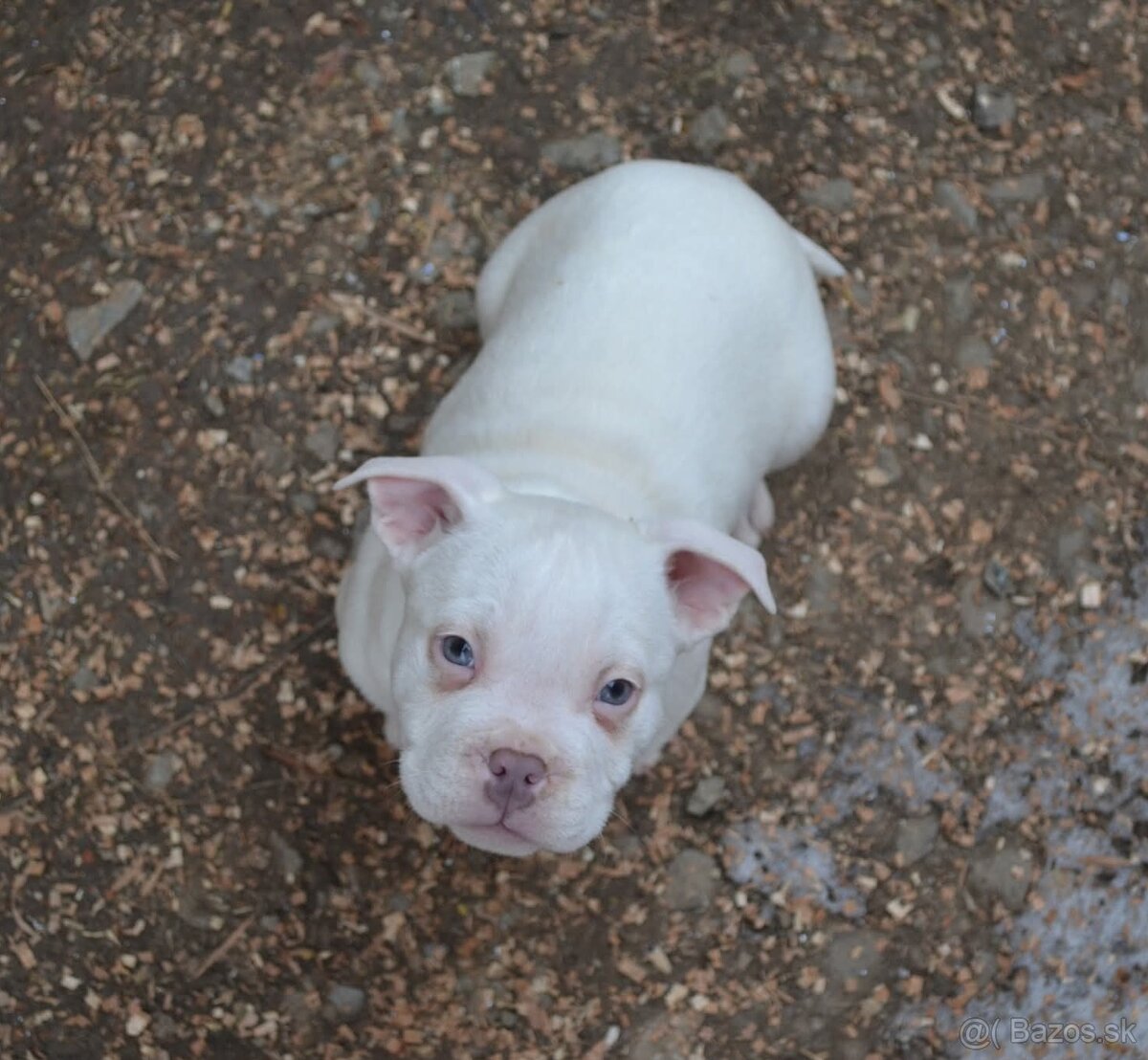American bully pocket/ standard - 9