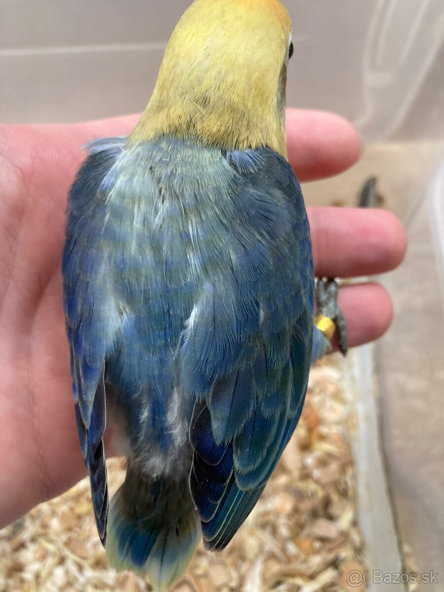 Rucne dokrmovane agapornisy fischer tyrkys opalin euwing - 9