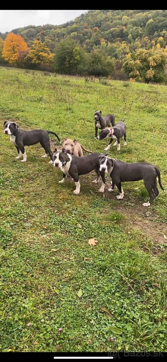 American Bully XL - 9