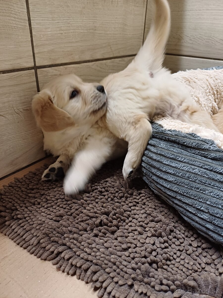 Zlatý retriever - 9