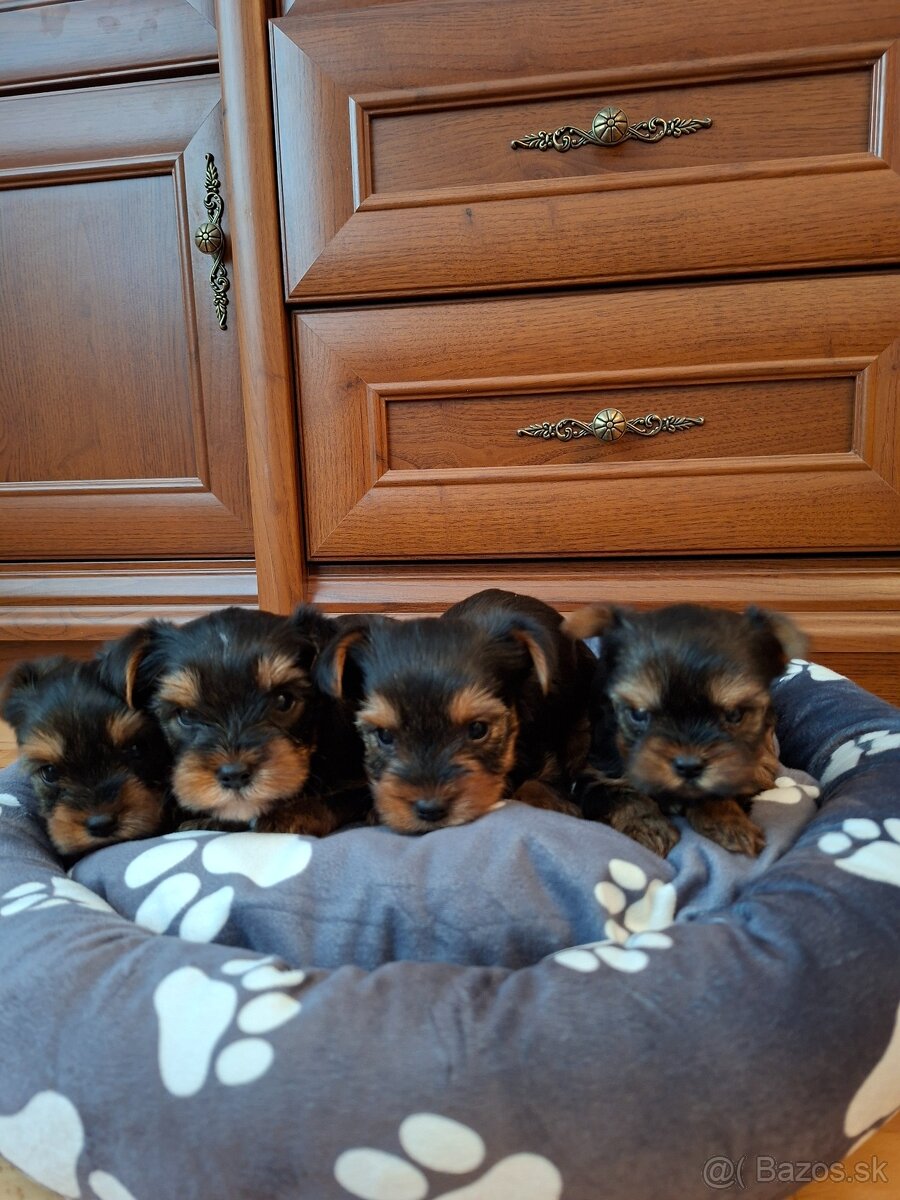 Yorkshirsky terier York - 9