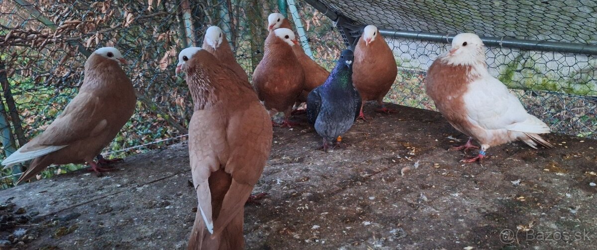 Slovenské hrvoliaky - 9